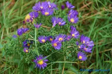 comp_DSC00506.webp