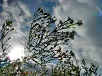 DSCN9390.webp