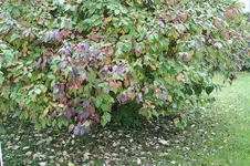 Hartriegel 13.10.13 (2).webp