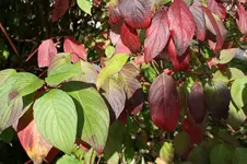 Hartriegel 13.10.13 (3).webp