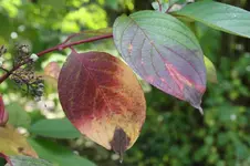 Hartriegel 13.10.13 (4).webp