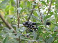 011.webp
