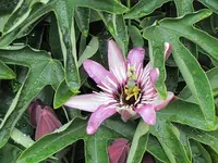010.webp
