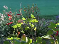 SAM_2325.webp