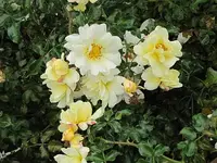 001.webp