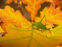 Garten 2013-10-16-Flip.webp
