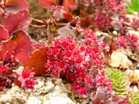 Sedum.webp