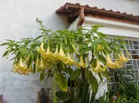 CIMG2722.webp