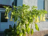 CIMG2723.webp