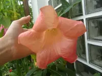 CIMG2467.webp