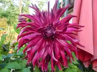 CIMG2513.webp