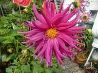 CIMG2779.webp