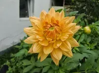 CIMG2787.webp