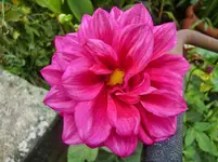 CIMG2788.webp