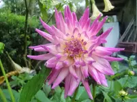 CIMG2473.webp