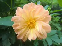 CIMG2476.webp