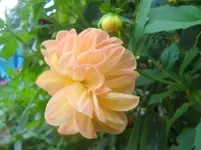 CIMG2477.webp