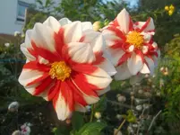 CIMG2514.webp
