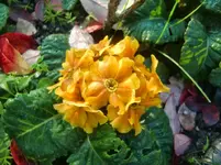 CIMG2729.webp