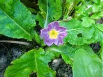 CIMG2744.webp