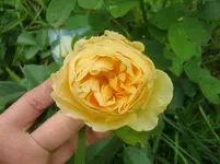 CIMG2786.webp