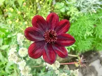 CIMG2772.webp
