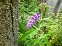 CIMG2774.webp