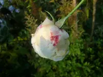 CIMG2724.webp