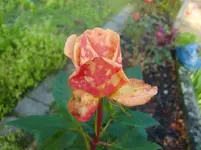 CIMG2748.webp