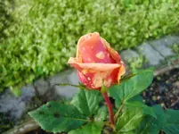 CIMG2749.webp