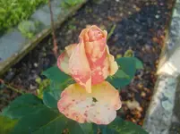CIMG2750.webp