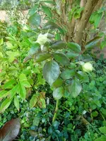 CIMG2755.webp
