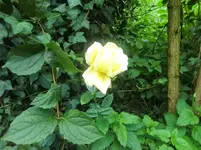 CIMG2493.webp
