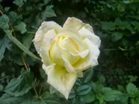 CIMG2494.webp