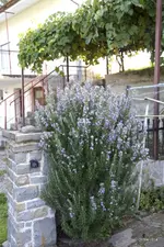 IMG_8322.webp