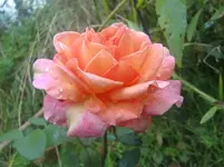 CIMG2501.webp