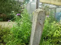 CIMG2775.webp