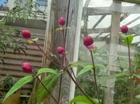 CIMG2777.webp
