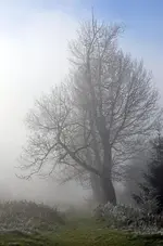 Nebel.webp
