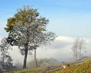Nebel2.webp
