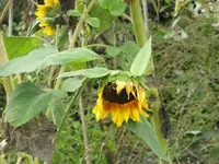 Bilda 0178.webp