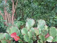 009.webp