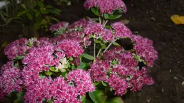 P1100266.webp