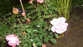 P1100264.webp