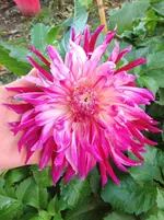 image.webp