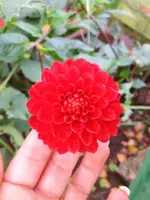 image.webp