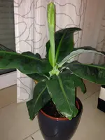 banane1.webp