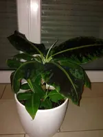 banane2.webp