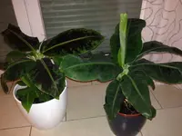 bananen.webp