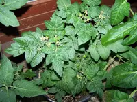 12.06.30-Balkontomate-Linda.webp